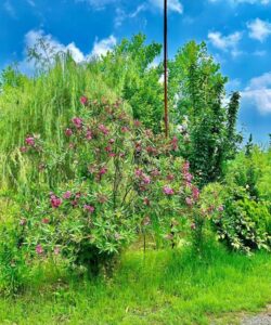 تکه ای از بهشت در زمین