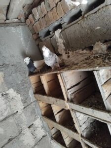 تعدادی طوقی معامله با صرب