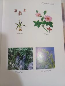 کتاب شیوه استفاده از گیاهان دارویی درمنزل