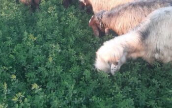 میش روزگاری