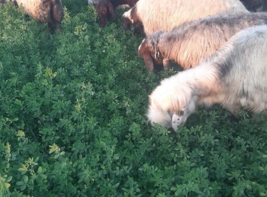 میش روزگاری