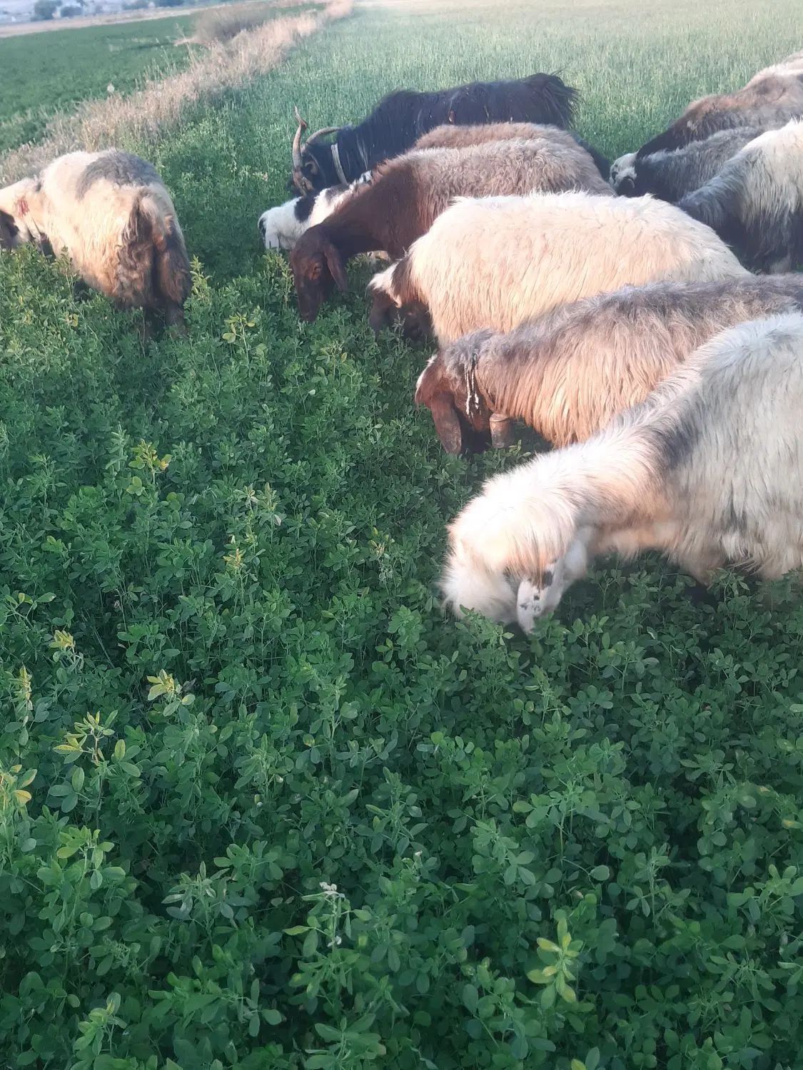 میش روزگاری