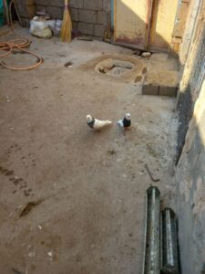 تعدادی طوقی معامله با صرب