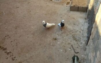 تعدادی طوقی معامله با صرب