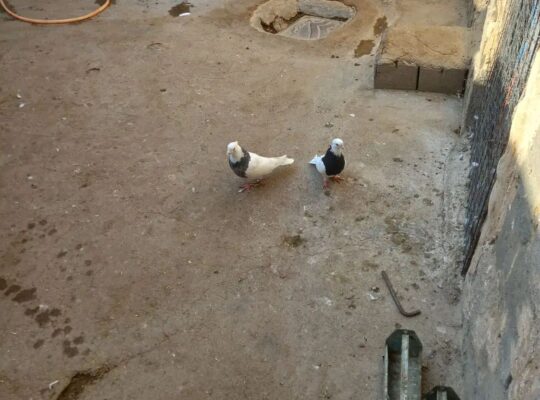 تعدادی طوقی معامله با صرب