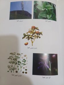 کتاب شیوه استفاده از گیاهان دارویی درمنزل
